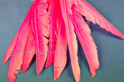 Декоративный Пучок из перьев, перо 25см/розовый - купить в Евпатории. Цена: 14.40 руб.