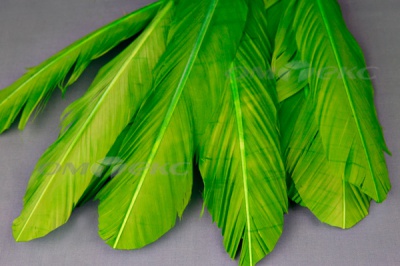 Декоративный Пучок из перьев, перо 24см/зеленый - купить в Евпатории. Цена: 12.19 руб.