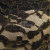 Кружевное полотно XD LACE 1-4, 80 гр/м2, шир.150см, цвет чёрный - купить в Евпатории. Цена 245.94 руб.
