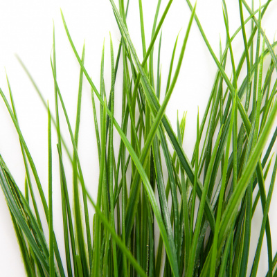Трава искусственная -4, шт  (осока 50 см/8 см  7 листов)				 - купить в Евпатории. Цена: 130.73 руб.